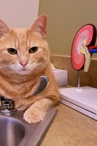 Gato sendo consultado na especialidade de Nefrologia veterinária