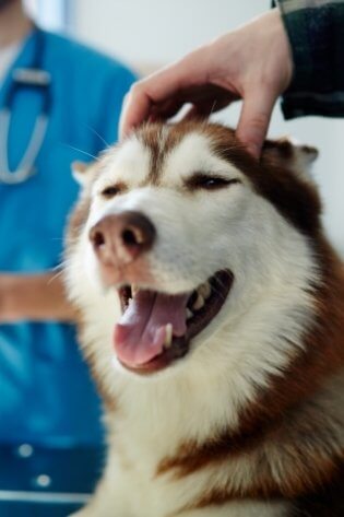 Cão sendo examinado durante atendimento veterinário em neurologia veterinária