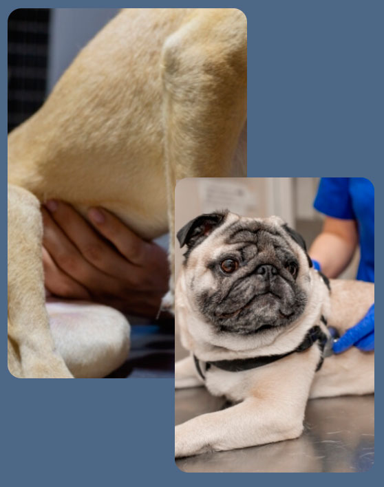 Cães sendo examinados em consulta de Gastroenterologia veterinária