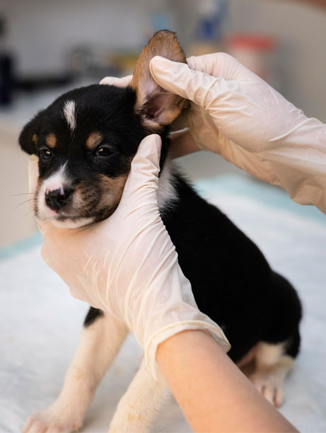 Veterinária realizando exame dermatológico em cão