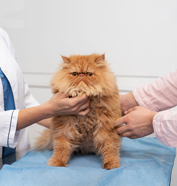 Veterinário examinando gato durante consulta de endocrinologia veterinária