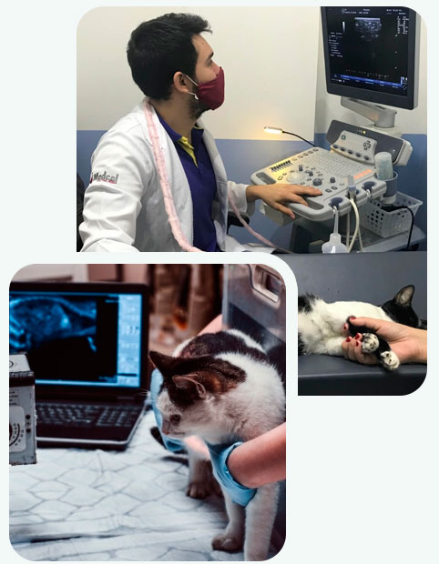Exames de imagem utilizados no diagnóstico veterinário