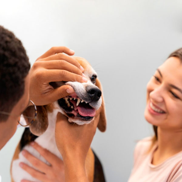 Veterinário examinando os dentes de um cão