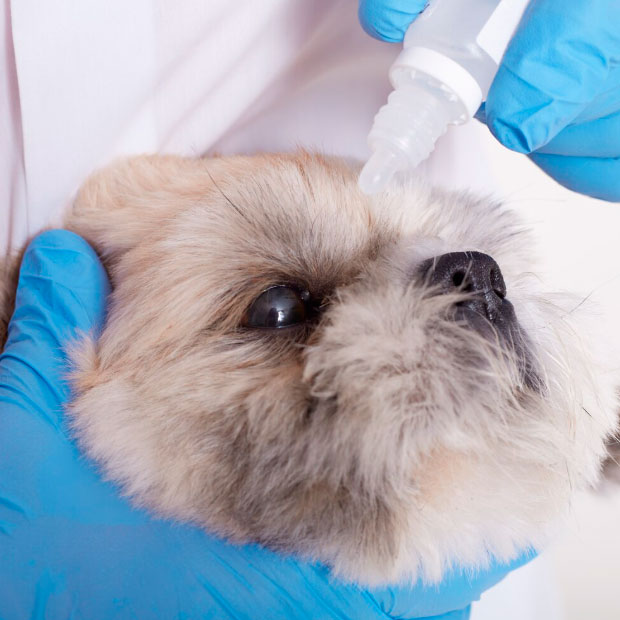 Veterinária passando colírio no olho de um cão