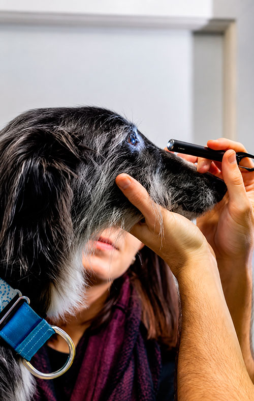 Exame oftalmológico veterinário em cão