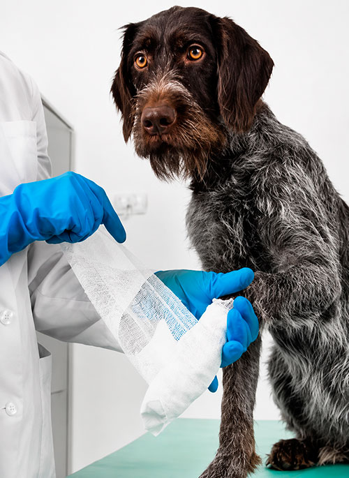 Cão sendo enfaixado durante procedimento de ortopedia veterinária