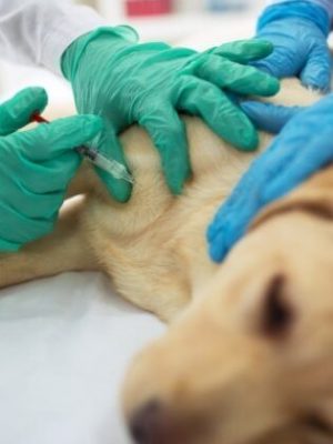 Cão sendo vacinado por veterinário