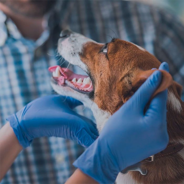 profissional mexendo na cabeça de viralata no centro veterinário, e viralata olhando para o dono