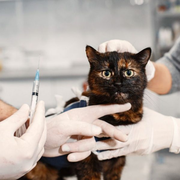 veterinário aplicando vacina em gato